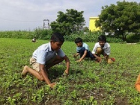 Non pesticide Nutrition Gardens, Guntur Programme area 